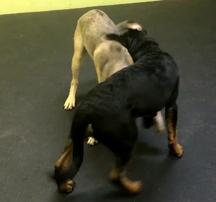 Dax and Hudson having maximum fun together