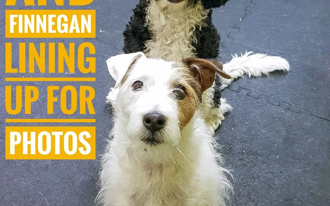 Daycare dogs: Kage and Finnegan were politely sitting in line for their photo session