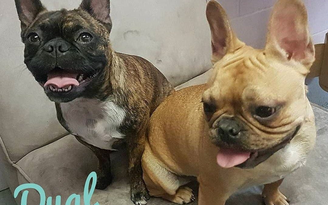Dual Frenchies