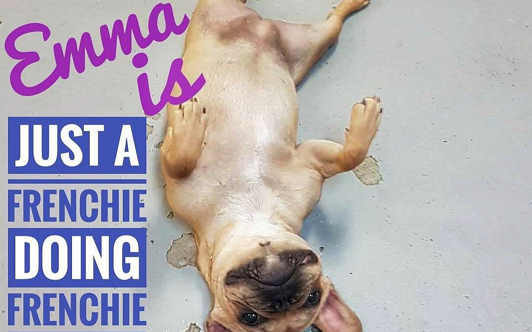 Emma is just a Frenchie doing Frenchie things