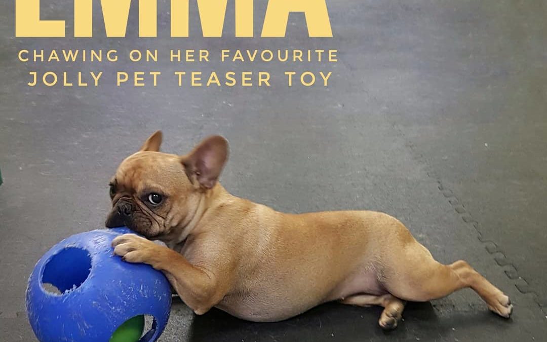 Emma loves this Jolly Pet Teaser ball