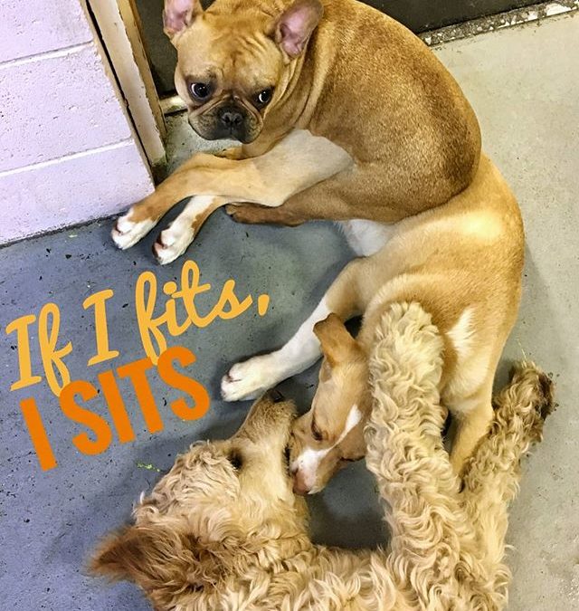 Emma takes a quick break on Barley while he plays with Paisley