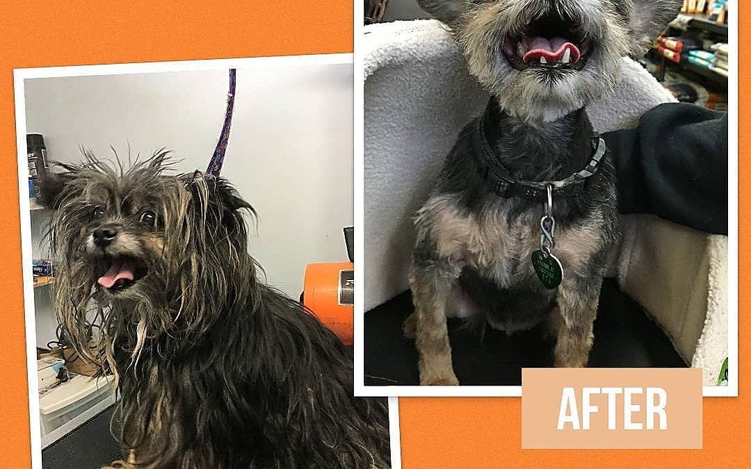 Extreme Makeover, Before and After Grooming