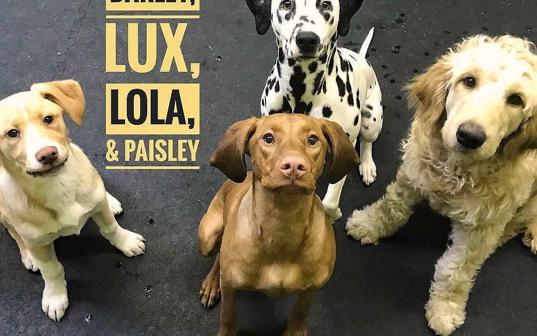 Four doggos to adore