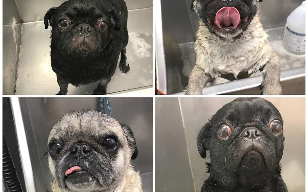 Four pugs and a wedding