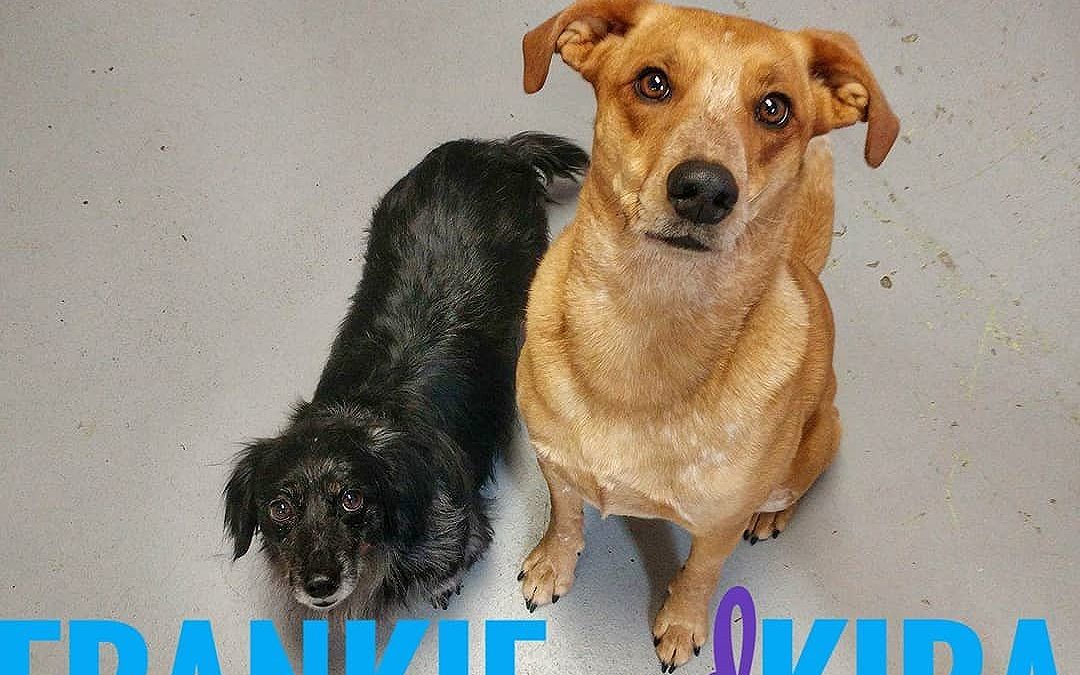 Frankfurter and Kira