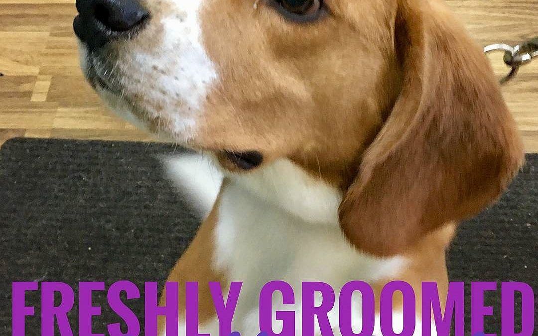 Freshly Groomed, Sparkling Sparky