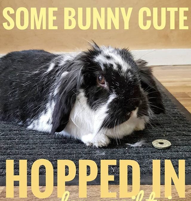 From Barks and Recreation’s Instagram Feed