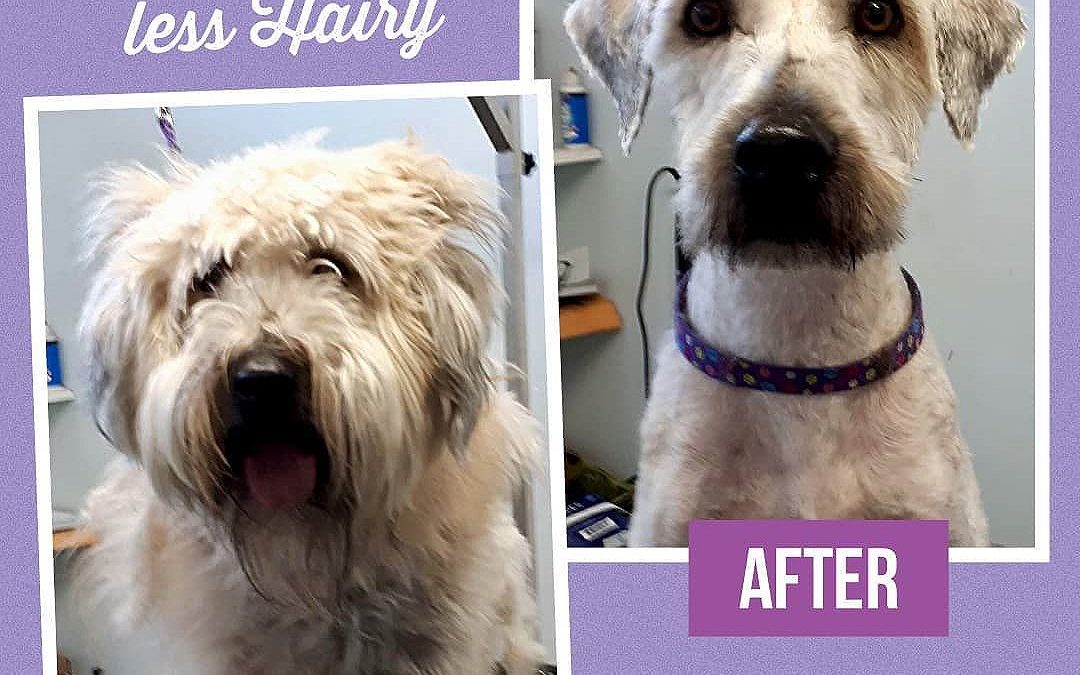 From Barks and Recreation’s Instagram Feed