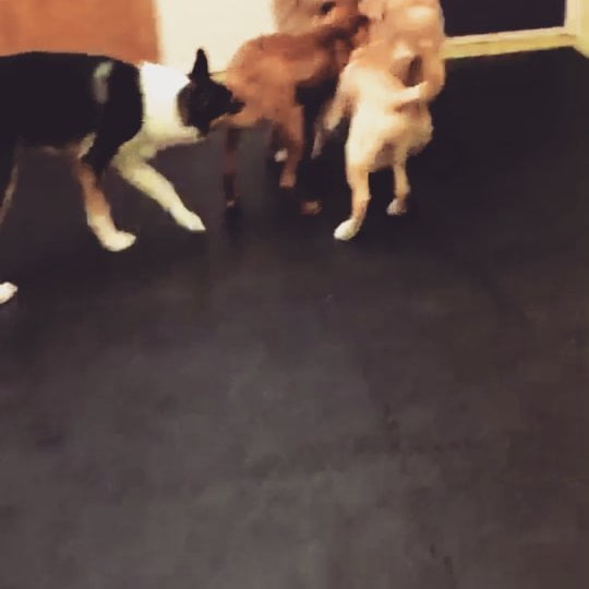 From Barks and Recreation’s Instagram Feed