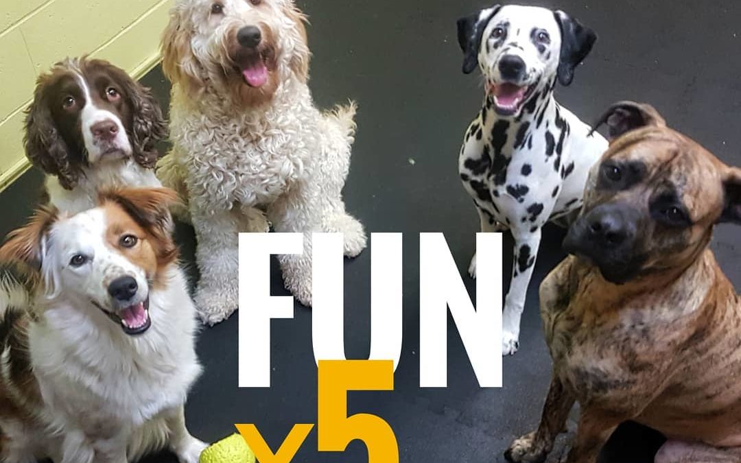 Fun x 5, Abby, Molly, Belle, Lux, and Rosie in our daycare smiling together