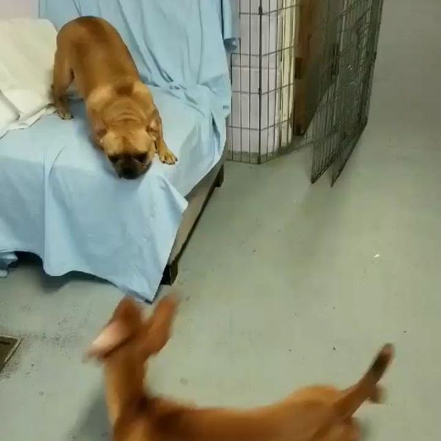 Get off that chair and play with us! There was a frenzy of fun and play at daycare the other day