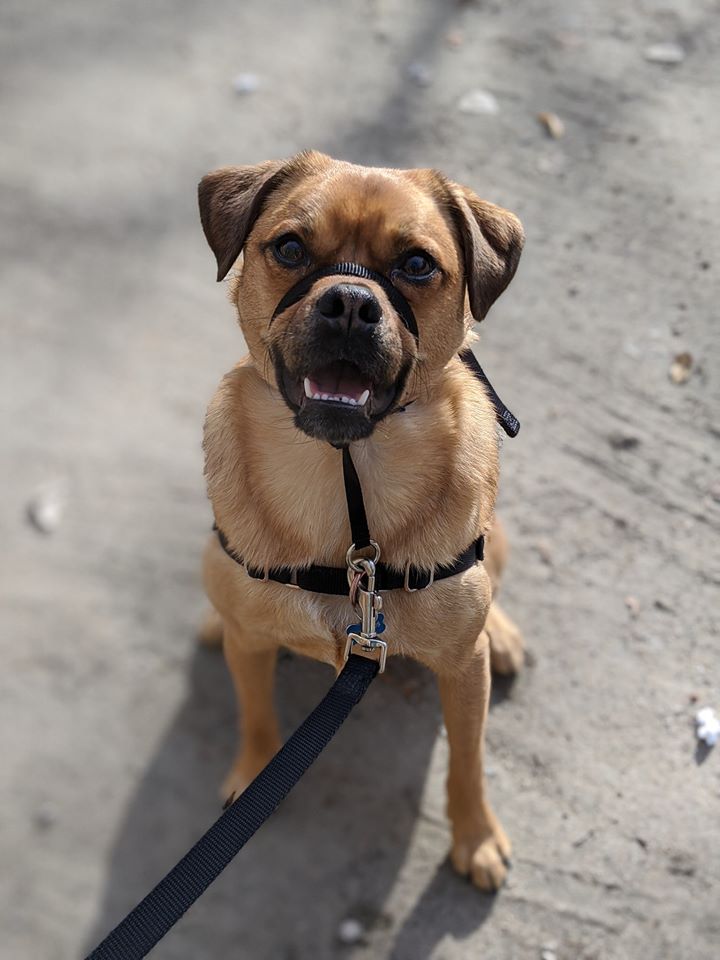 Good Dog Online Dog Training Classes Barks and Rec Trail BC