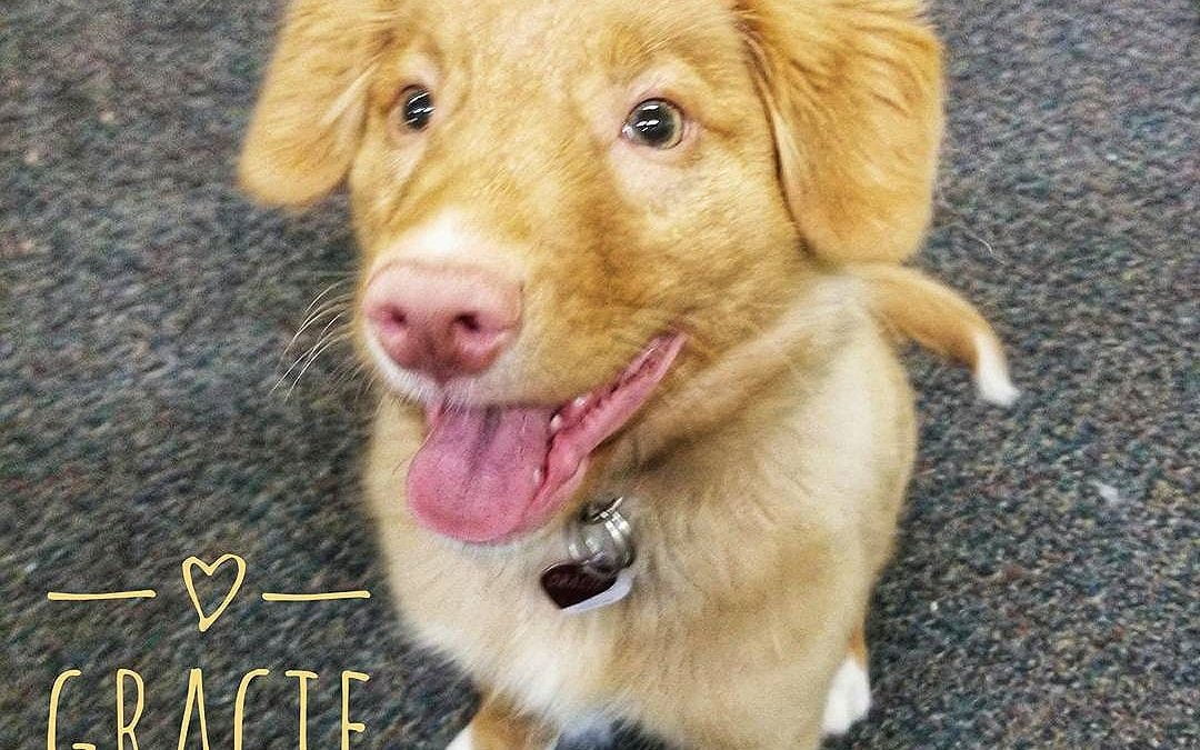 Gracie was scoping out the place and looking into coming to daycare