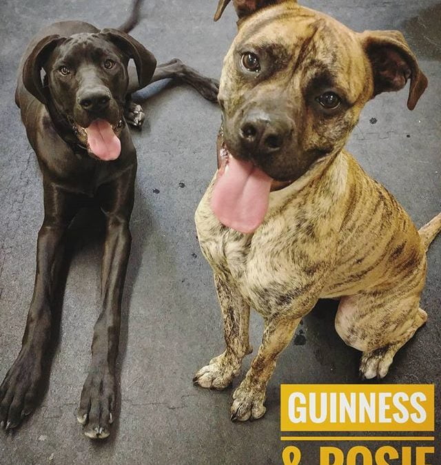 Guinness and Rosie