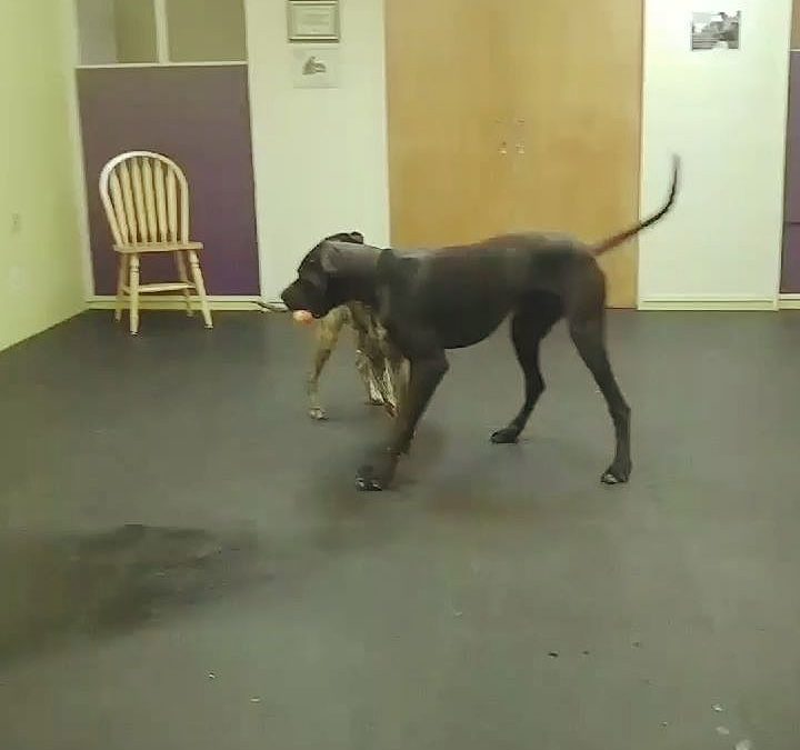 Guinness and Rosie playing together