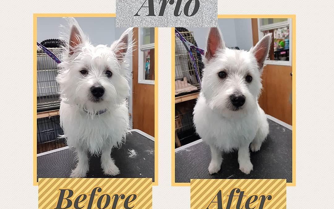 Handsome Arlo looking trim and clean
