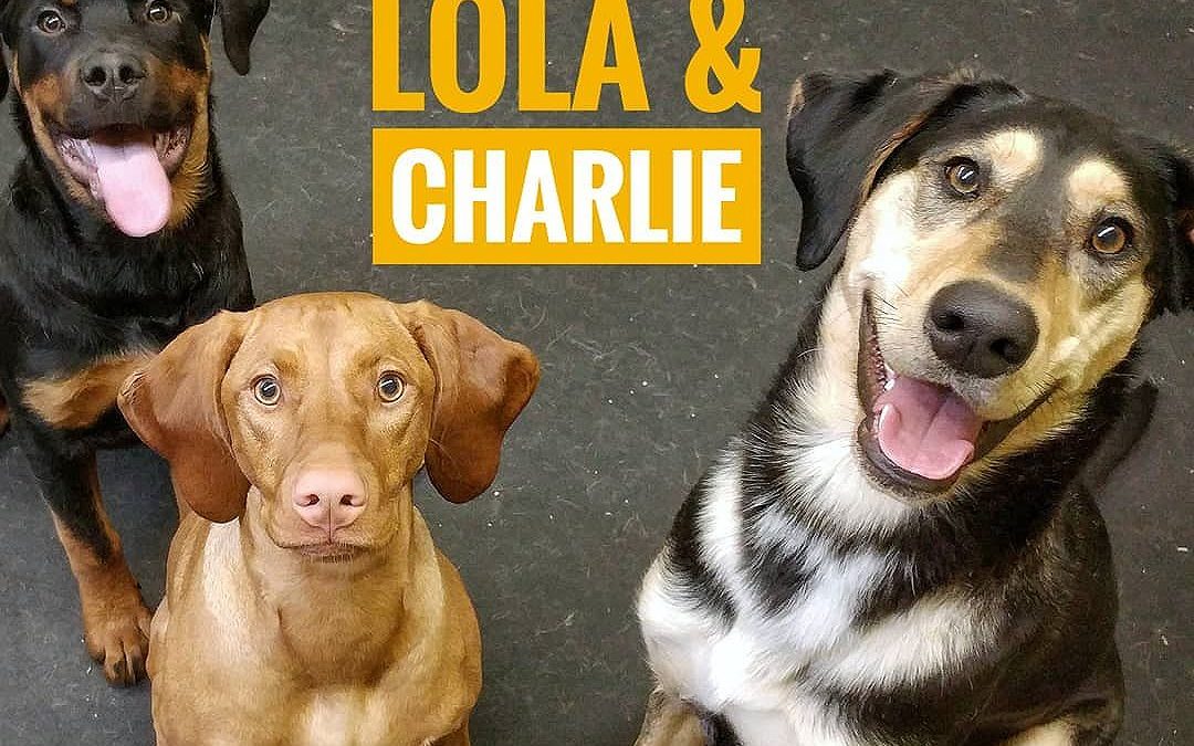 Happy dogs make all our lives better