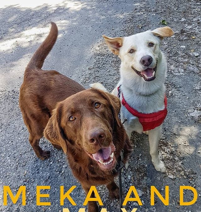Happy Meka and Max while out for a walk during a day of daycare