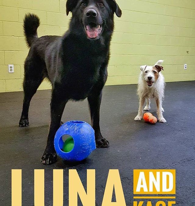 Happy Stance for Luna and Kage