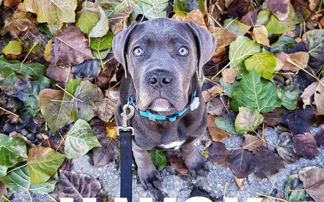 Havok came to daycare to see what he thought of it