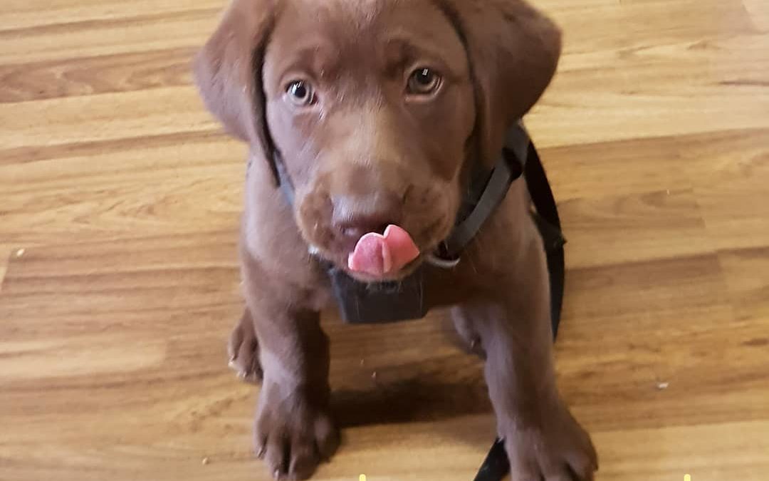 Hector popped in to do some shopping today