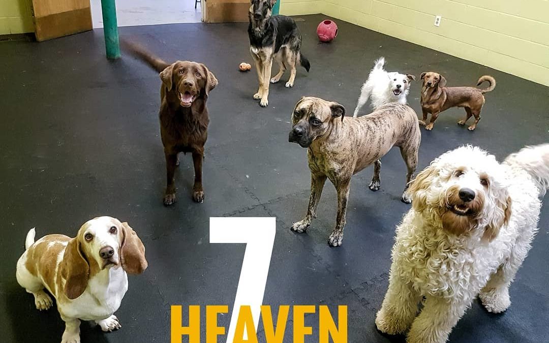 Hey look! It’s the seven fabulous doggos of daycare! We provide a safe, social environment for your pup where they get to meet the pre-screened, social regulars