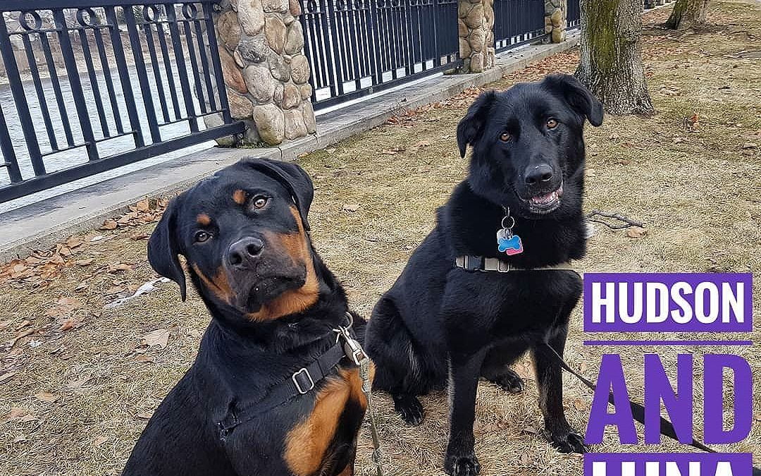 Hudson and Luna oot fur a walk-aboot
