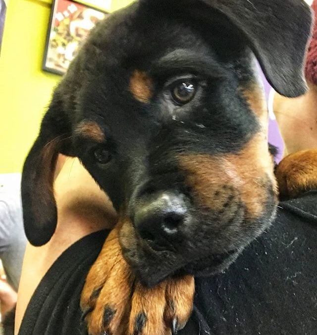 Hudson came in for a fitting of a SENSE-ation harness