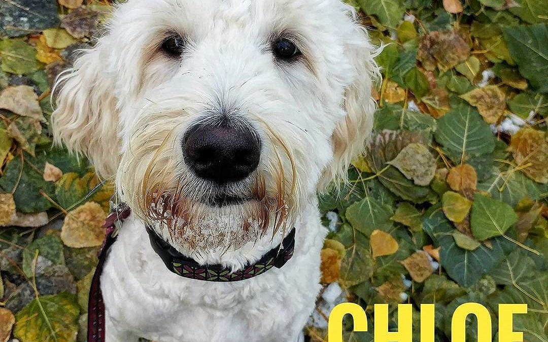 I’m Chloe, I’m a doodle!! Is your dog social but you would like some extra training done to make them even better?