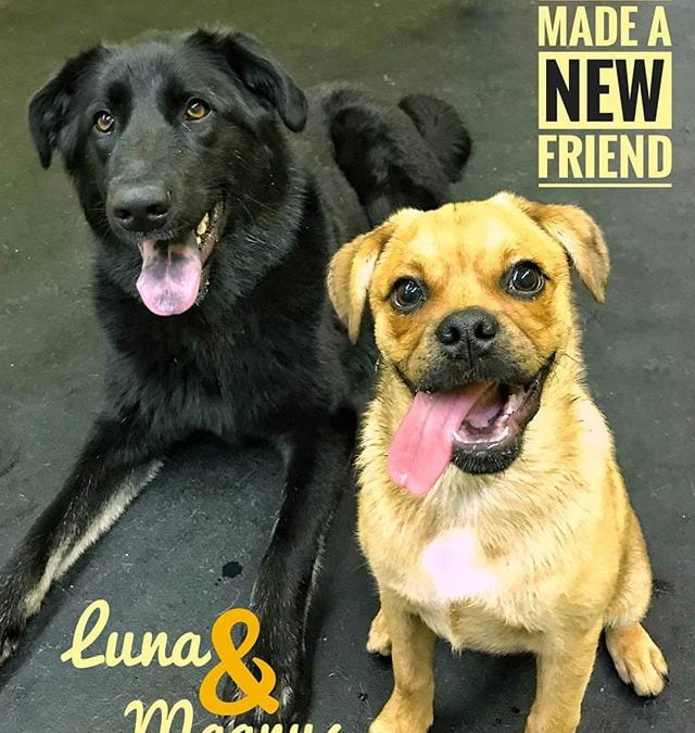 It was Magnus’ first day and he made a great new friend in Luna