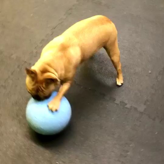 Jolly Ball vs French Bulldog