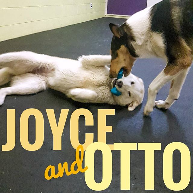 Joyce and Otto sharing the same toy in our fabulous daycare
