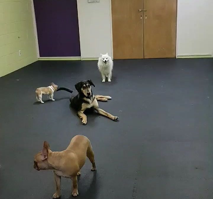 Laila the Frenchie pup spins around Charlie