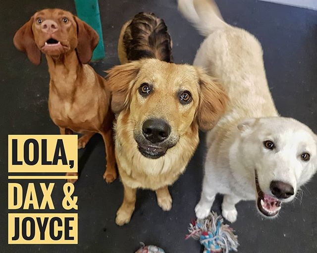 Lola, Dax, and Joyce hamming it up for photo time