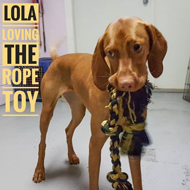 Lola loving the rope toy