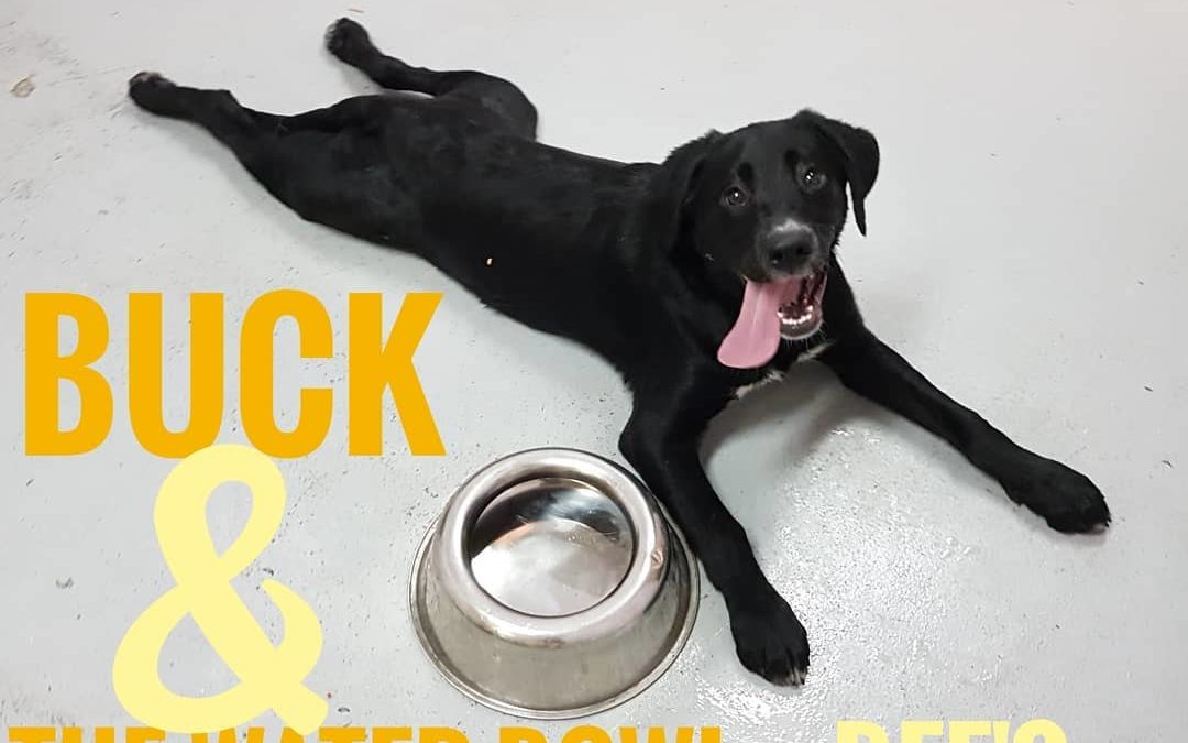 Look at happy Buck, look at his happier tongue