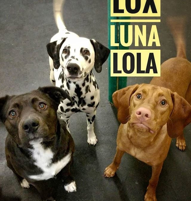 Lovely, Likeable, Life-of-the-parties, Lux, Luna, and Lola