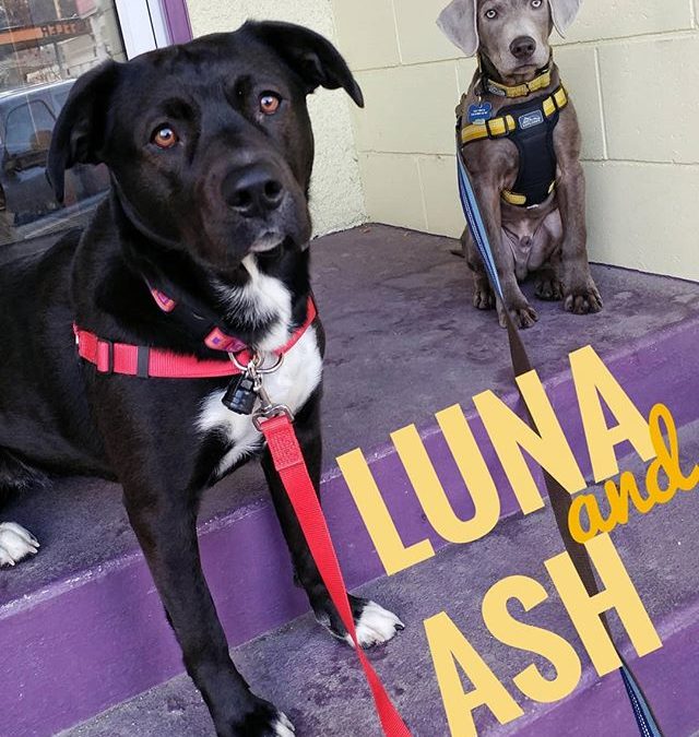 Luna and Ash