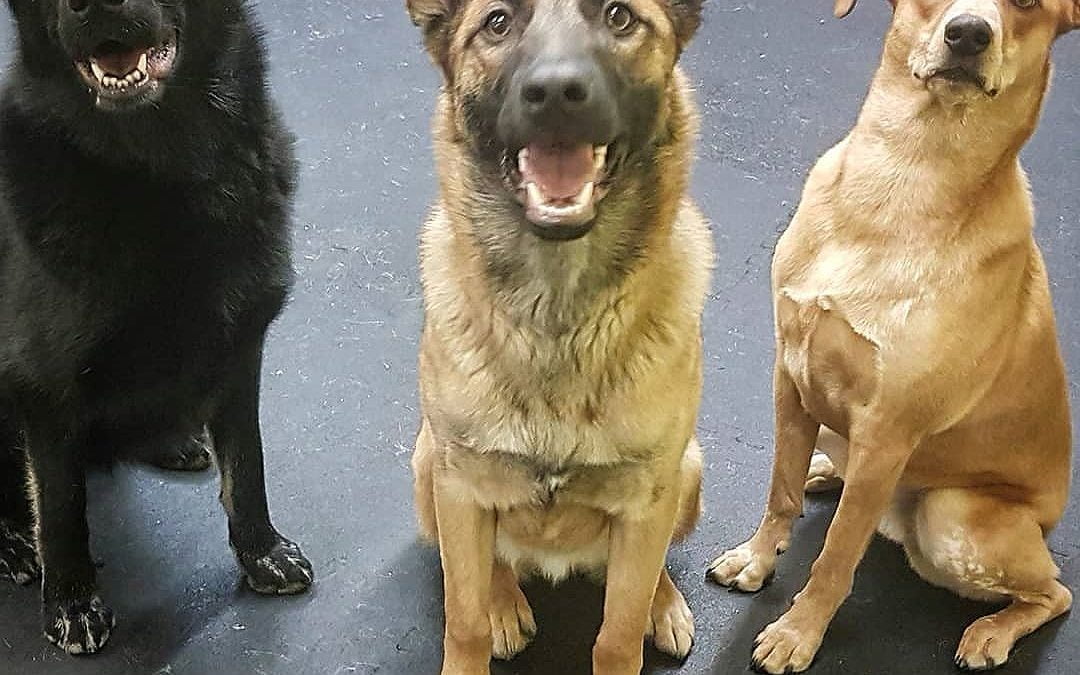 Luna, Cooper, and Kira