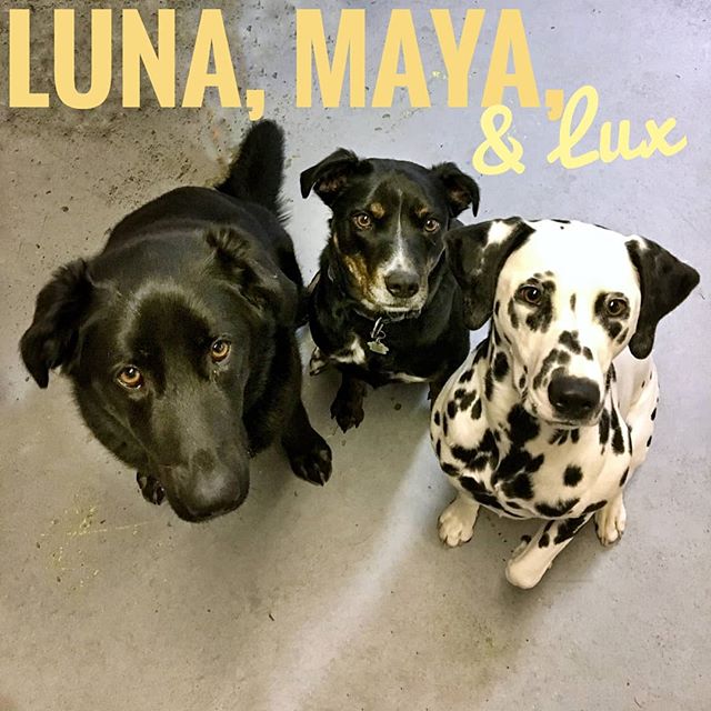 Luna, Maya, and Lux