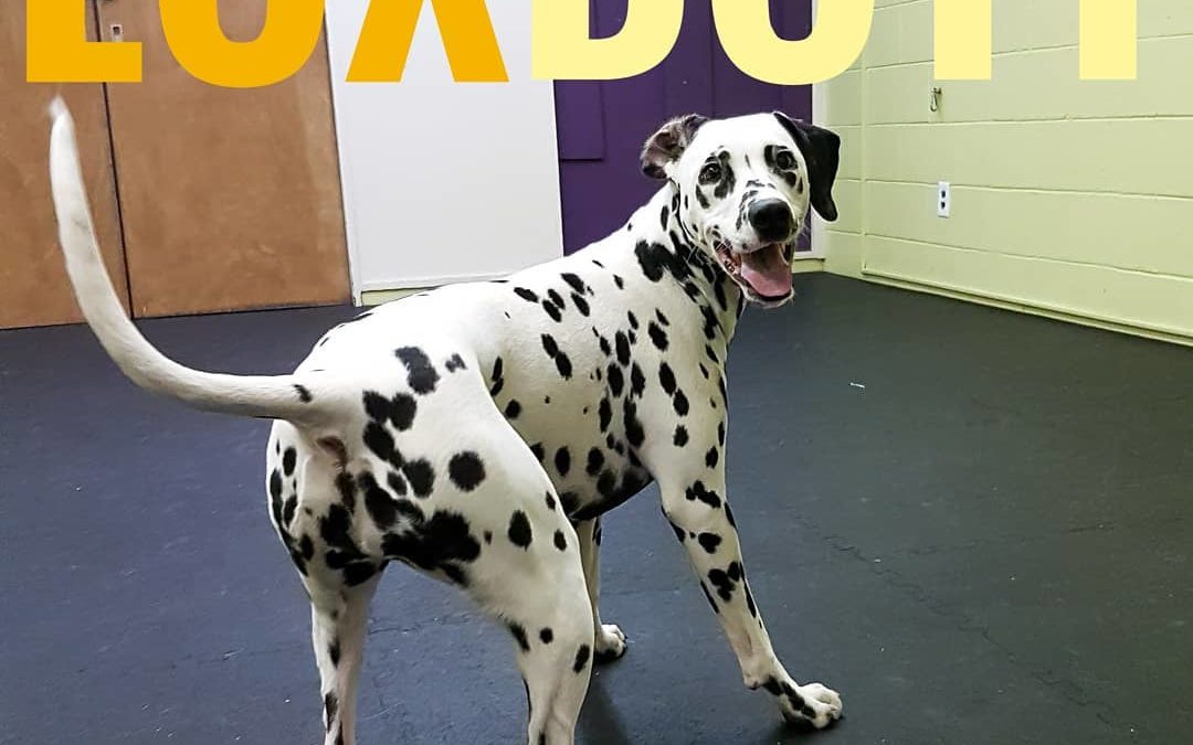 Lux is having a good time showing off her Dalmatian butt to Instagram