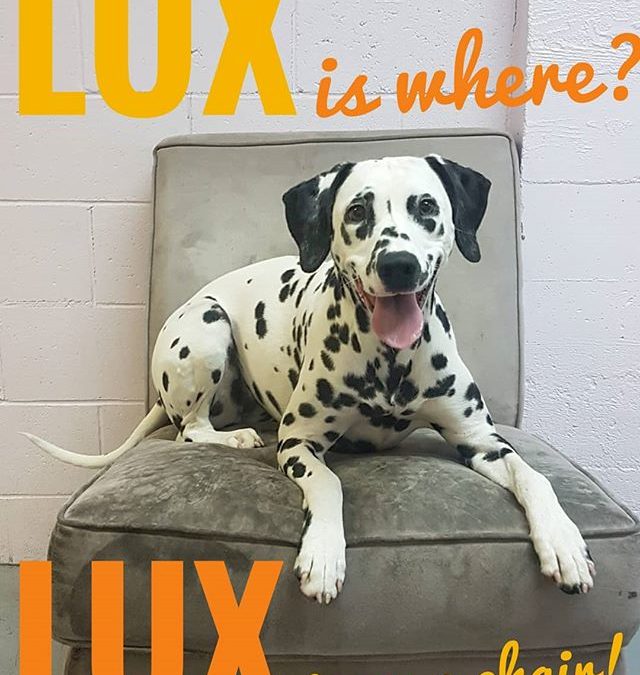 Lux is where? Lux is on a chair