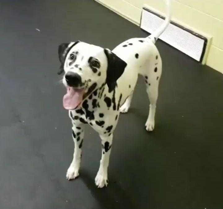 Lux, the angel, showing off her spin skills!  Our well trained staff, great atmosphere, and meeting other social, furry friends is what your dog craves