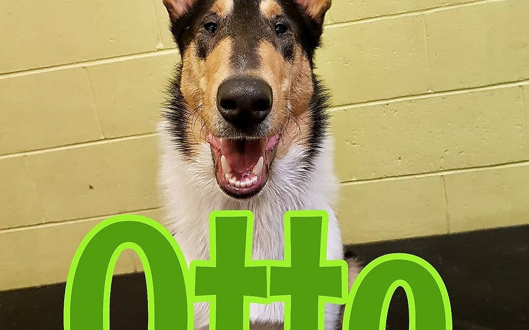 May you have the luck of the Irish with you – Part 2