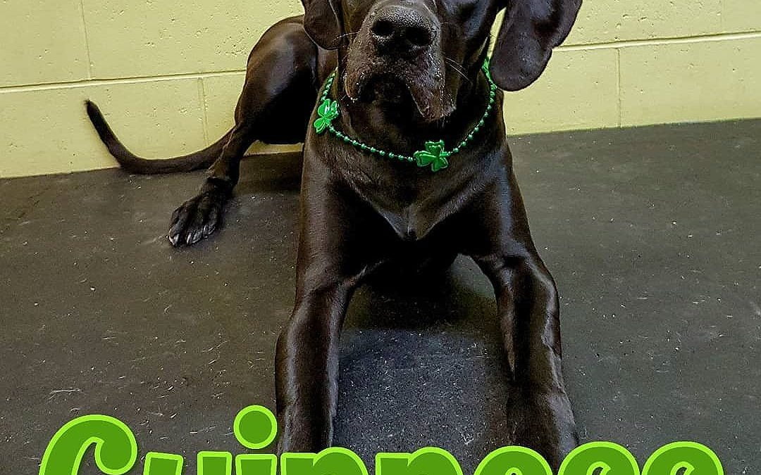 May you have the luck of the Irish with you – Part 3