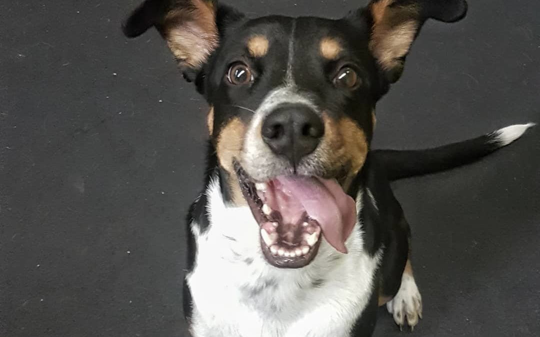 Meet a new tongue in daycare! Jude and his tongue has enjoyed the friends he has made at our daycare