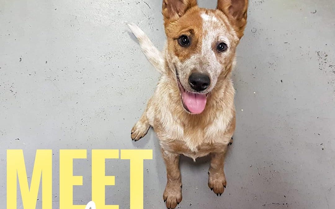 Meet Ripley, he was checking out our daycare for the first time