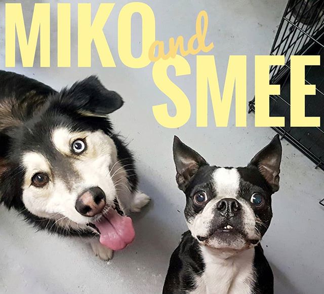 Miko and Smee