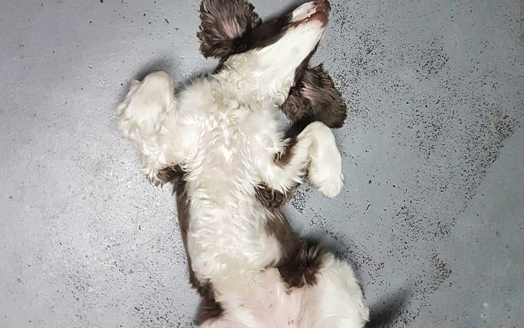 Molly can be quite relaxed at our daycare